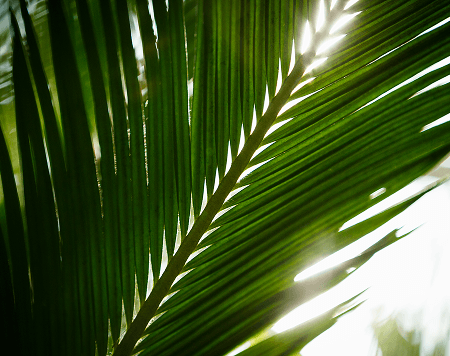 Palm leaf